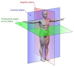 wikipedia human anatomy planes