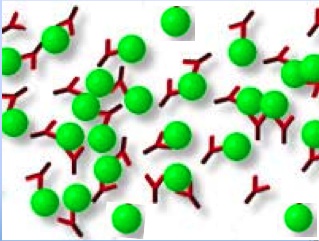 Antikoerper und Antigene