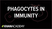1._Role_of_phagocytes_in_innate_or_nonspecific_immunity.jpg
