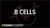 2a._B_lymphocytes-(B_cells).jpg