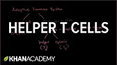 4._Helper_T_cells.jpg