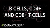 6._Review_of_B_cells,_CD4+_T_cells_and_CD8+_T_cells.jpg