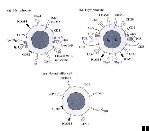 KUBY'S FIGURE 3-9 (2nd ed.)