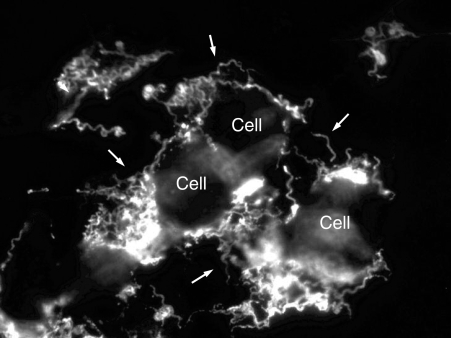  The name of referred object is mol14_3p0205f4.jpg