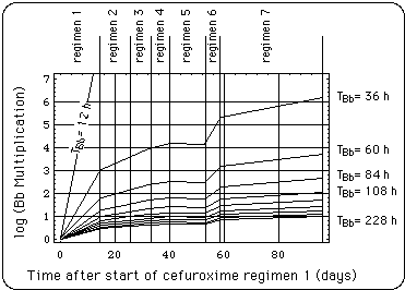 Bb growth during cefuroxime intake