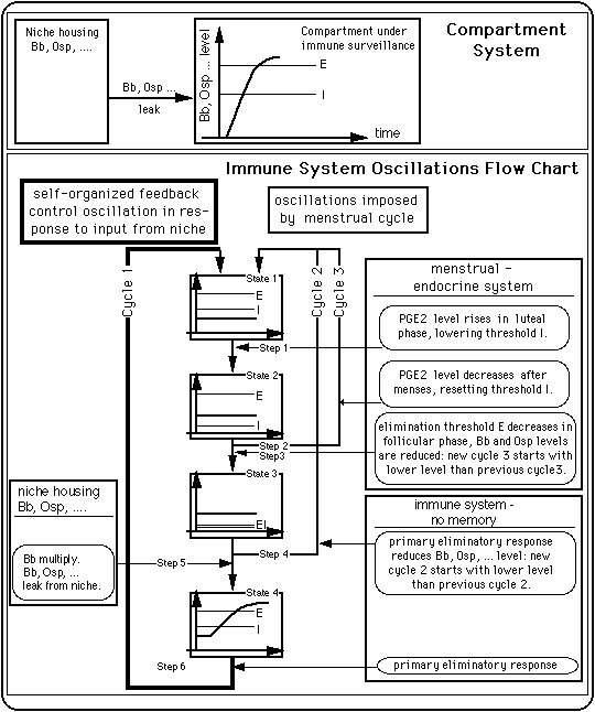 Simplest compartment system displaying oscillations seen in the symptom log