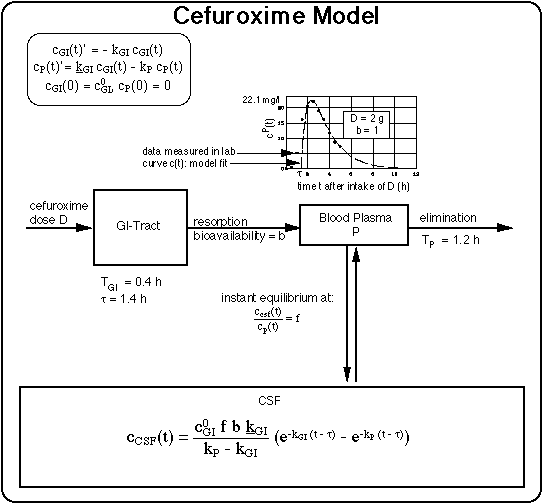 Pharmacokinetic Model: Cefuroxime